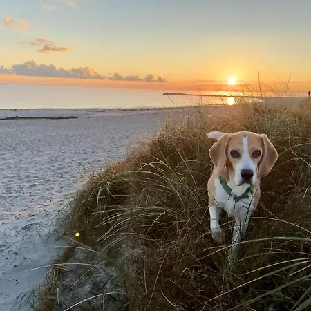 Beach-house-mit-eingez-garten-direkt-am-hundestrand Appartement Kalifornien